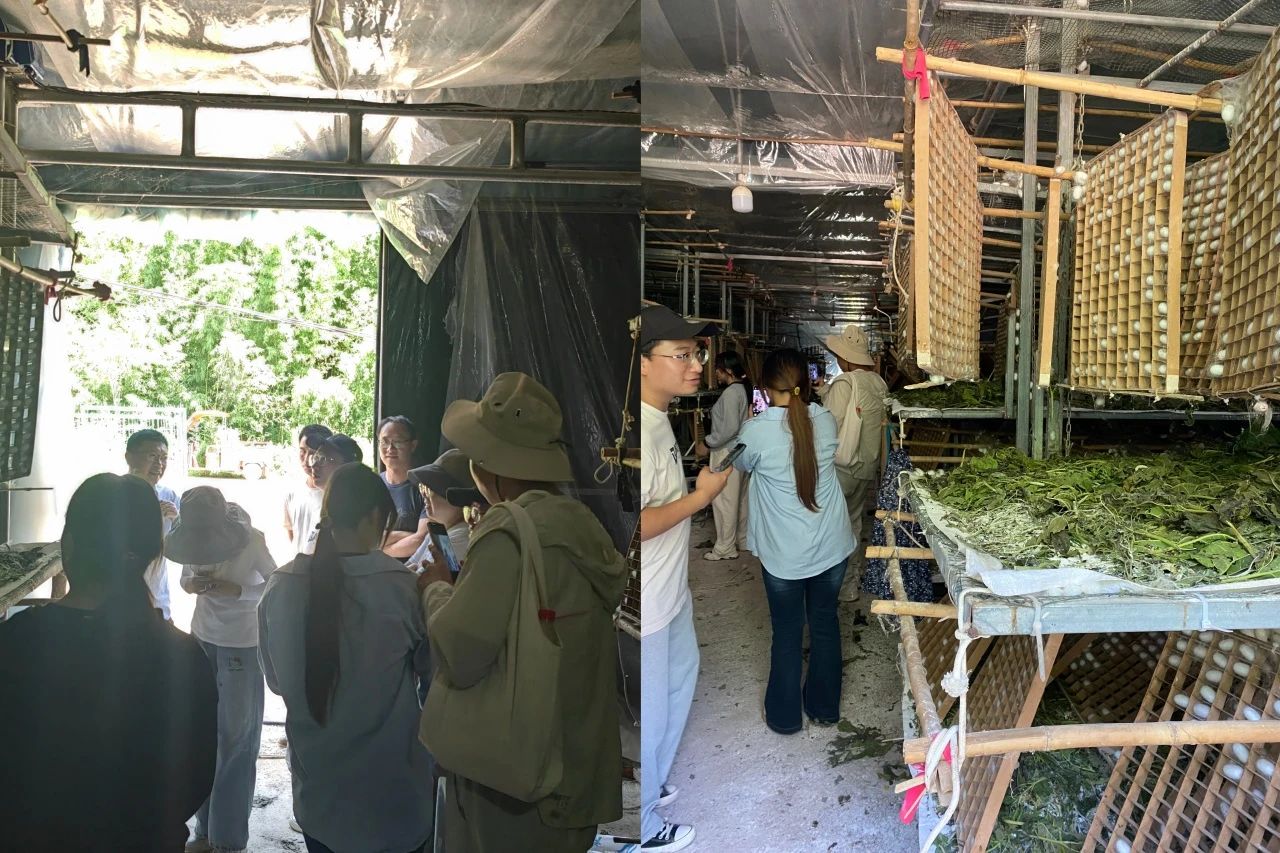 暑假社会实践 | 生态桑园绿意浓，“蚕”动绿色新经济--水源区固废变有机肥，麦地冲蚕丝织就国际路 第 7 张