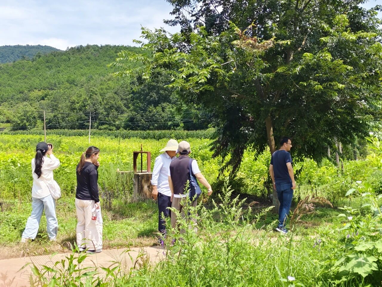 暑假社会实践 | 生态桑园绿意浓，“蚕”动绿色新经济--水源区固废变有机肥，麦地冲蚕丝织就国际路 第 2 张